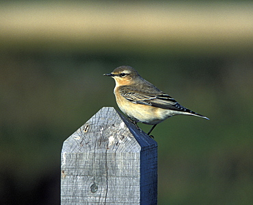 Wheatear, Oeanthe oeanthe, Wales, UK    (rr)