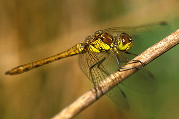 Common darter dragonfly