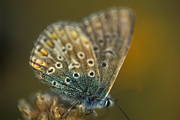 Common blue butterfly