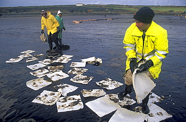 Oil clean up, West Angle Bay, Sea Empress oil spill      (rr)