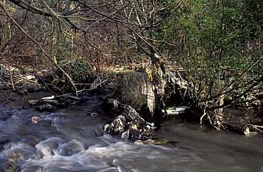 Plastic debris trapped in riverside branches, Afon Llynfi, Caerau Wales      (rr)