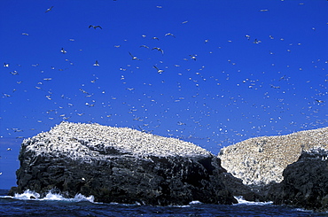 Gannets on Grassholm, Wales, UK     (rr)