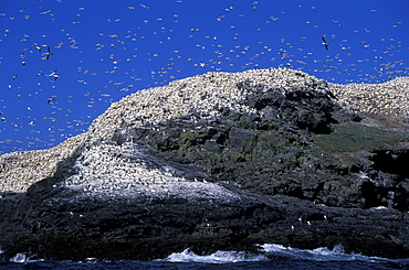 Gannets on Grassholm, Wales, UK