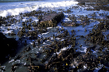 Kelp seaweed, Druidston Haven, Pembrokeshire, Wales, UK