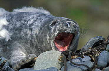 Atlantic Grey Seal pup     (rr)