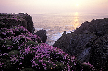 Sea Pink, Thrift, Skokholm Island, Pembrokeshire, West Wales, UK