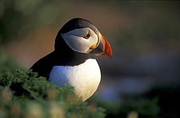 Puffin, Fratercula artica, Skomer Island, Pembrokeshire, Wales, UK, Europe