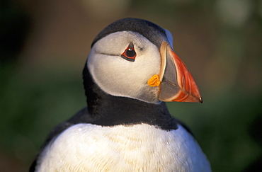 Puffin, Fratercula artica, Skomer Island, Pembrokeshire, Wales, UK, Europe