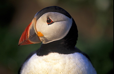 Puffin, Skomer Island, Pembrokeshire Coast, West Wales