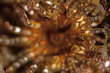 Gem anemone, Aulactinia verrucosa , Pembrokeshire, Wales