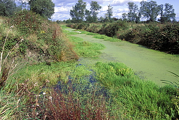 Drainage Channel or Reen, Gwent Levels, Newport, South East Wales     (rr)