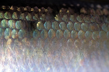 Herring scales, Pembrokeshire, Wales