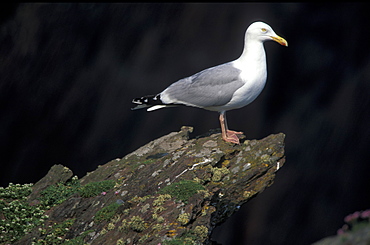 Herring Gull, Pembrokeshire Coast National Park, Wales, UK     (rr)