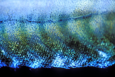 mackerel scales, Pembrokeshire, Wales, Animal Abstract      (rr)