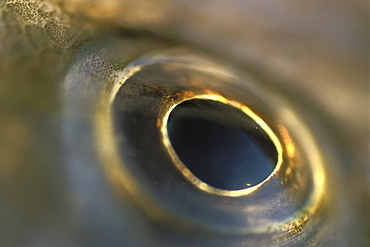 Pollack eye, Pembrokeshire, Wales, Animal Abstract