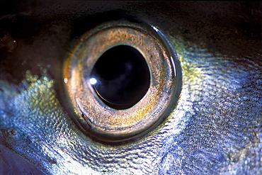 Pollack eye, Pembrokeshire, Wales, Animal Abstract