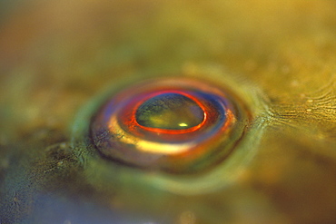 Ballan Wrasse, Labrus bergylta, Pembrokeshire, Wales, Animal Abstract