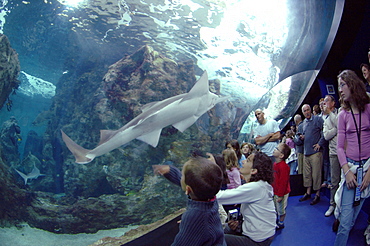 Sawfish Pristis sp., member of the rays and sharks, Oceanopolis, Brest, Britanny, France, EU     (rr)