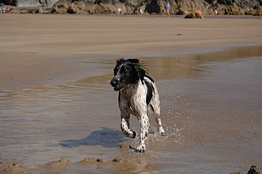 Spaniel running on Marloes Sands, Pembrokeshire, Wales, UK