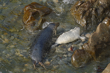 Atlantic Grey Seal mother and pup ( Halichoerus grypus), Deer Park, Martins Haven, Pembrokeshire, Wales, UK, Europe