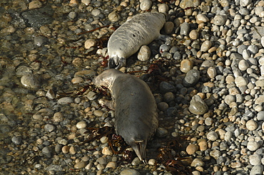 Atlantic Grey Seal mother and pup ( Halichoerus grypus), Deer Park, Martins Haven, Pembrokeshire, Wales, UK, Europe