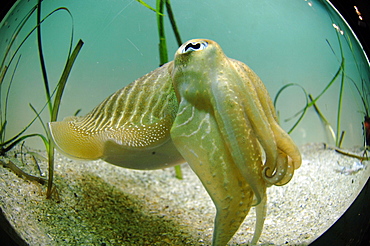 Temperate Zone, Oceanopolis, Brest, Britanny, France, EU