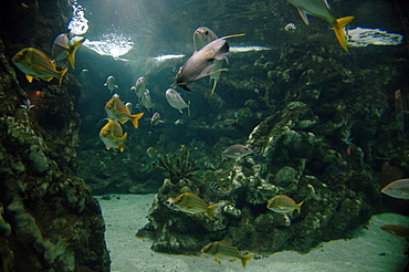 Tropical Zone, Oceanopolis, Brest, Britanny, France, EU     (rr)