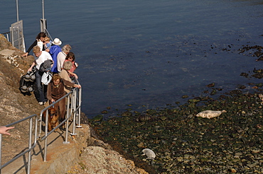 Group of people watching seals from jetty, Martins Haven, Marloes, Pembrokeshire, Wales, UK, Europe