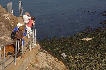 Group of people watching seals, Martins Haven, Marloes, Pembrokeshire, Wales, UK, Europe