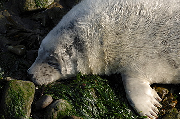 Atlantic grey seal pup lying on beach Martins Haven, Marloes, Pembrokeshire, Wales, UK, Europe