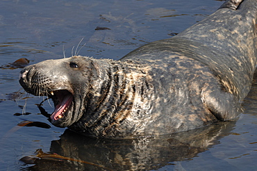 Male bull Atlantic grey seal Martins Haven, Marloes, Pembrokeshire, Wales, UK, Europe