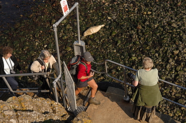 Group of people watching seals on beach, Martins Haven, Marloes, Pembrokeshire, Wales, UK, Europe