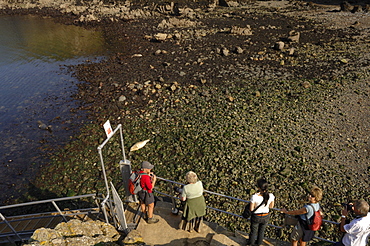 Group of people watching seals from jetty, Martins Haven, Marloes, Pembrokeshire, Wales, UK, Europe