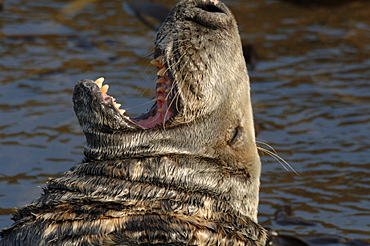 Male bull Atlantic grey seal Martins Haven, Marloes, Pembrokeshire, Wales, UK, Europe