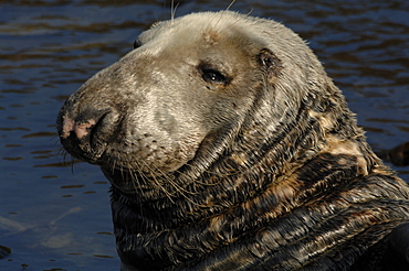 Male bull Atlantic grey seal Martins Haven, Marloes, Pembrokeshire, Wales, UK, Europe