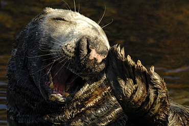 Male bull Atlantic grey seal Martins Haven, Marloes, Pembrokeshire, Wales, UK, Europe