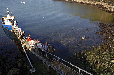 People disembarking Dale Princess watching seals on beach, Martins Haven, Marloes, Pembrokeshire, Wales, UK, Europe