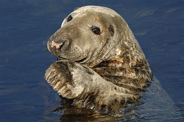 Male bull Atlantic grey seal, Martins Haven, Marloes, Pembrokeshire, Wales, UK, Europe