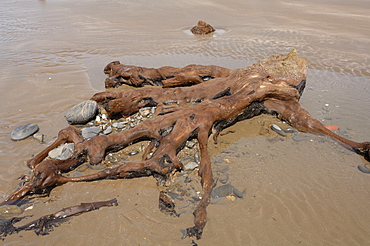 Petrified forest, Beach, Borth, Wales, UK, Europe