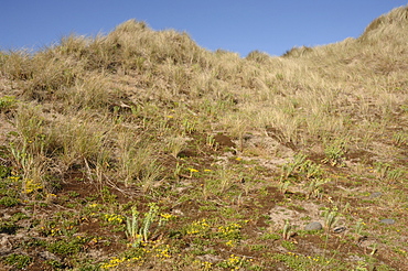 Ynyslas dunes, National Nature Reserve, Ceredigion, Wales, UK, Europe