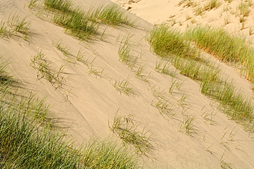 Ynyslas dunes, National Nature Reserve, Ceredigion, Wales, UK, Europe