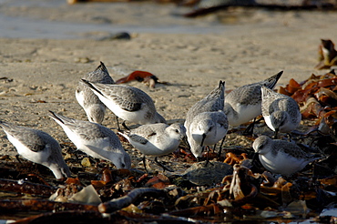 Sanderling, Calidris alba, feeding in algae, beach, France     (rr)