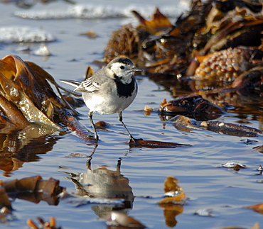 Pied wagtail, Motacilla alba, feeding on shoreline     (rr)