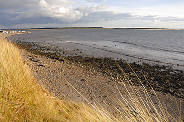 High tide roost, St. Ishmaels, Cardigan Bay