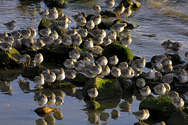 Flock of greenshank, St. Ishmaels, Cardigan Bay