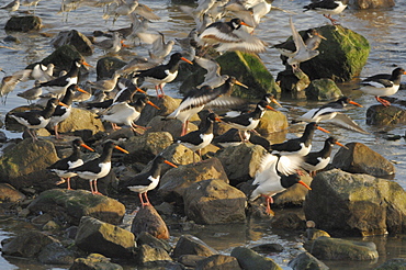 Flock of oystercatcher and greenshank, St. Ishmaels, Cardigan Bay    (rr)