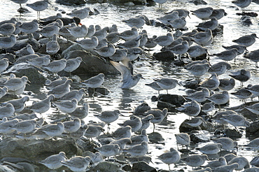 Flock of greenshank, St. Ishmaels, Cardigan Bay    (rr)