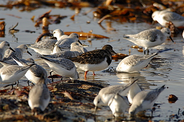 Sanderling, Calidris alba, and Turnstone, Arenaria interpres, feeding in algae, beach, France