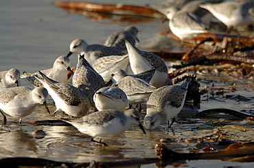 Sanderling, Calidris alba, feeding in algae, beach, France