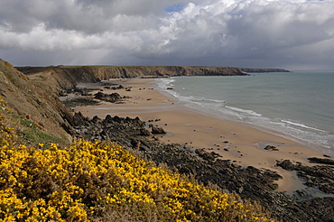 Gorse (Ulex europaeus) and Marloes Sands, Marloes, Pembrokeshire, Wales, UK, Europe